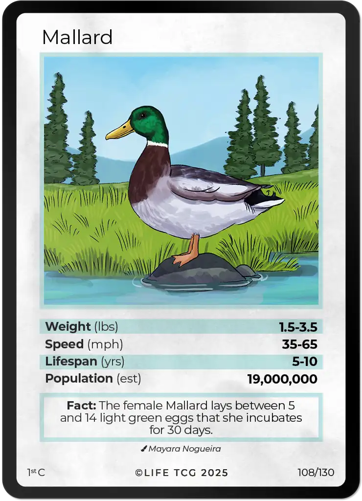 Mallard card front