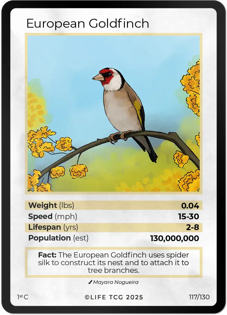 European Goldfinch card front