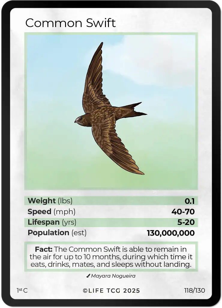 Common Swift card front