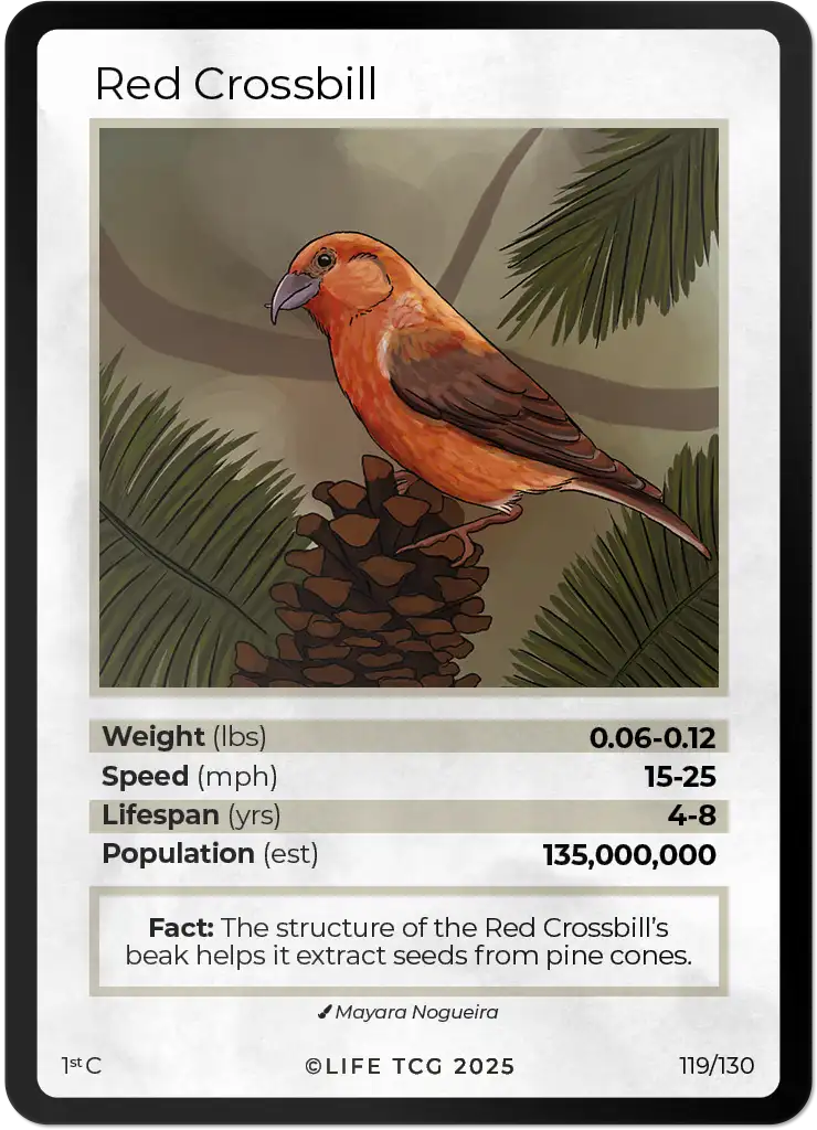 Red Crossbill card front