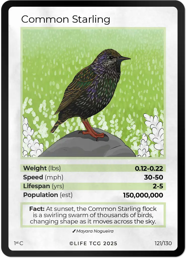 Common Starling card front