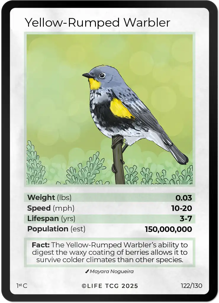 Yellow-Rumped Warbler card front