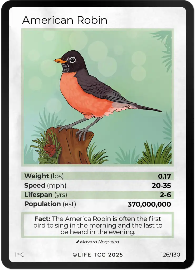 American Robin card front