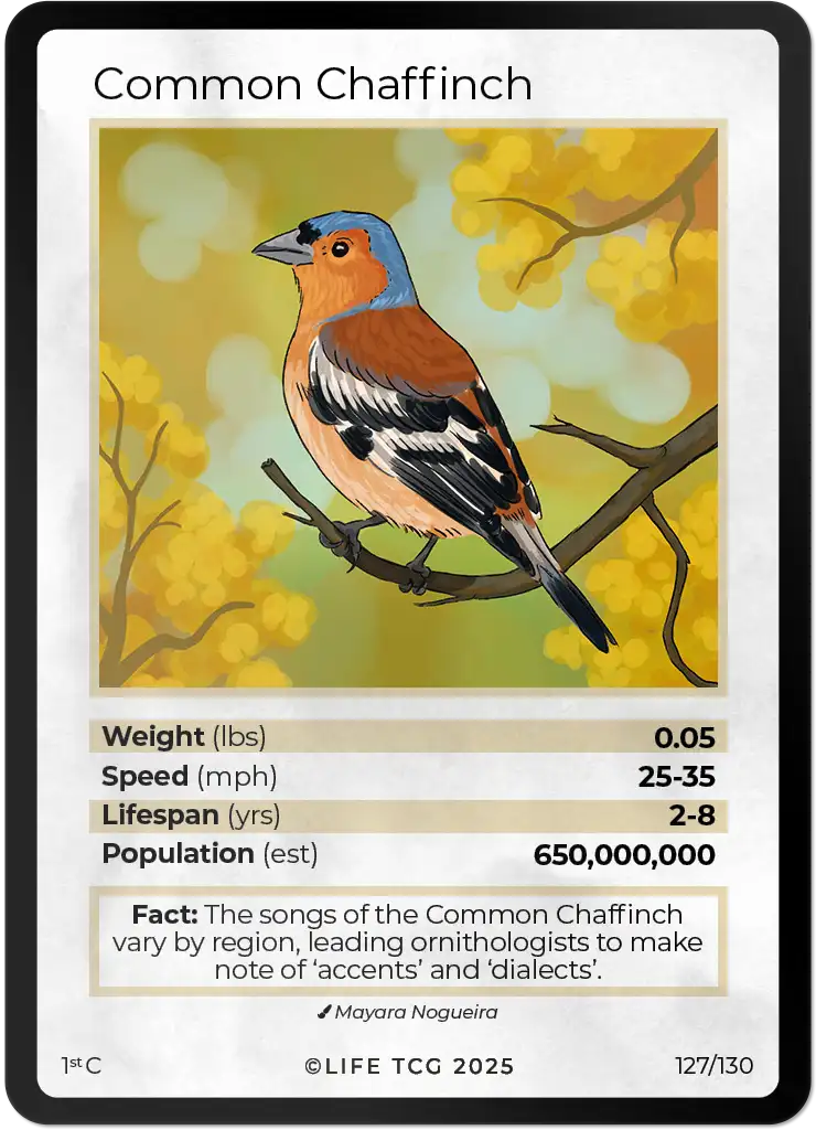 Common Chaffinch card front