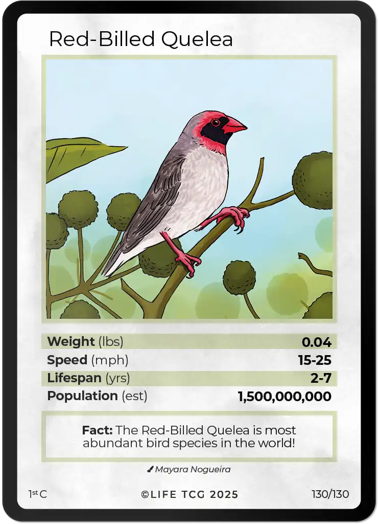 Red-Billed Quelea card front