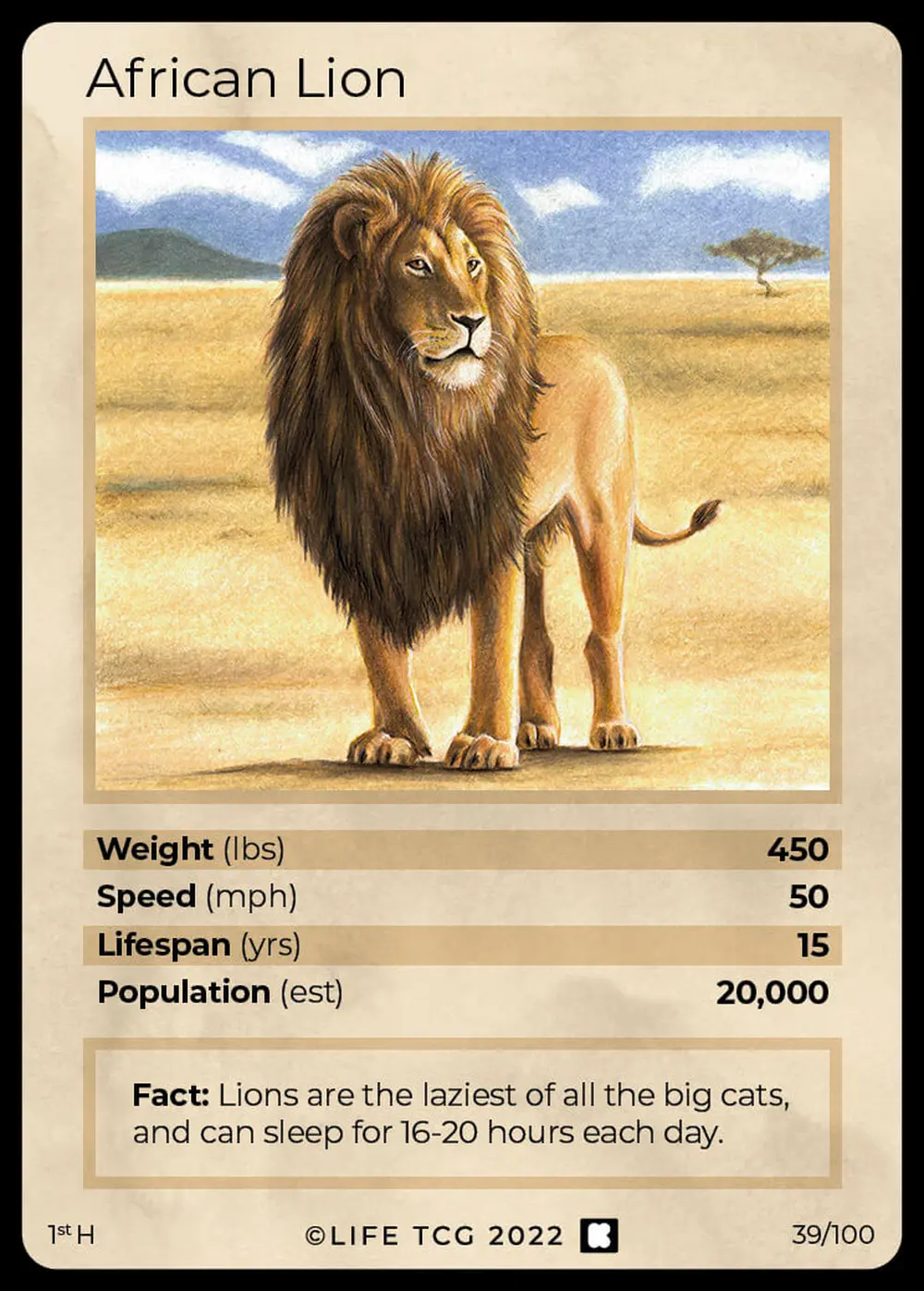 African Lion card front