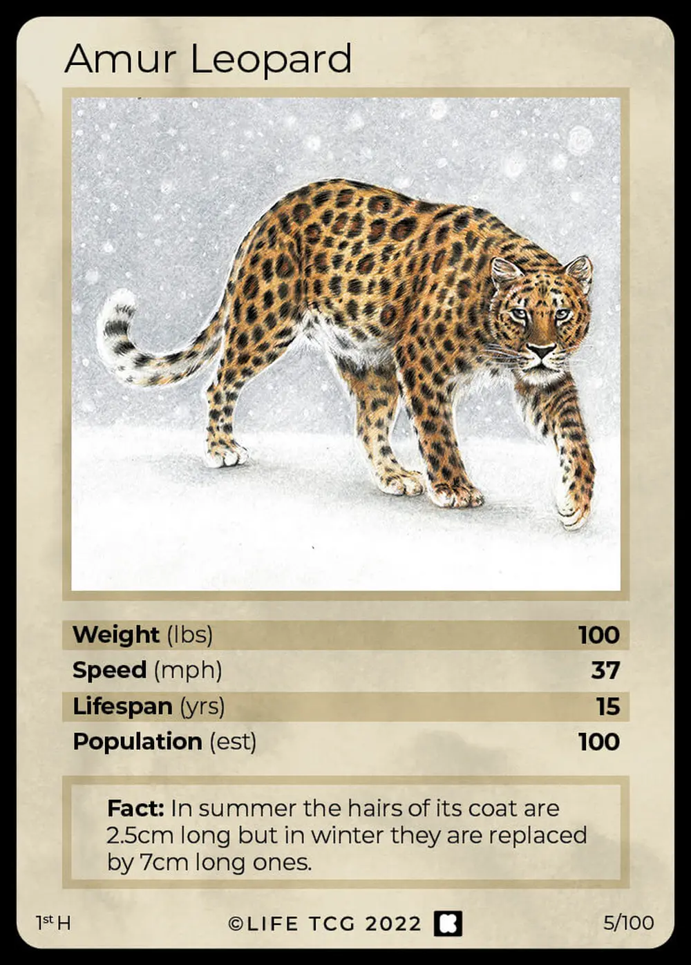Amur Leopard card front