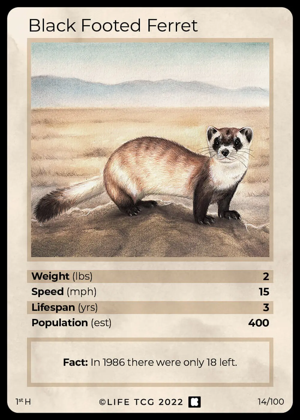 Black Footed Ferret card front