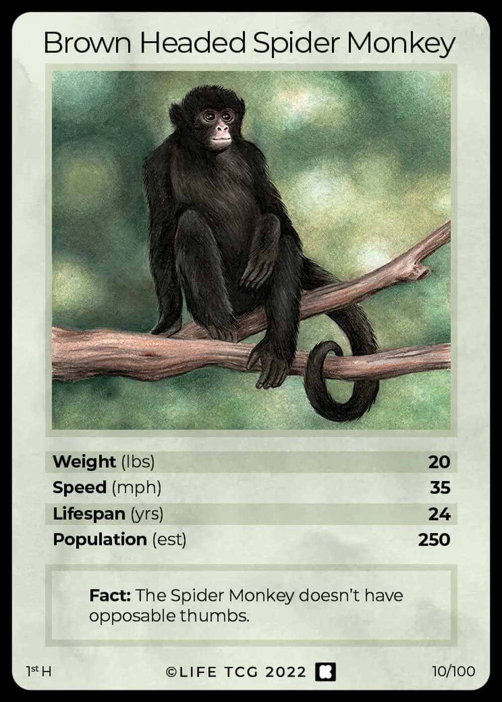 Brown Headed Spider Monkey card front