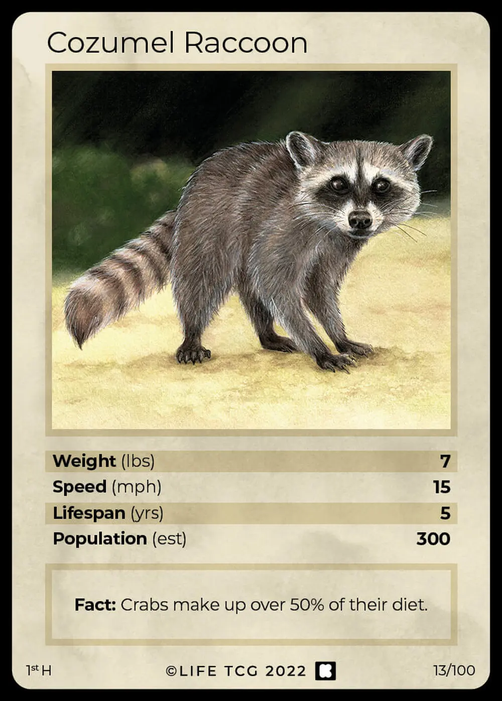 Cozumel Raccoon card front