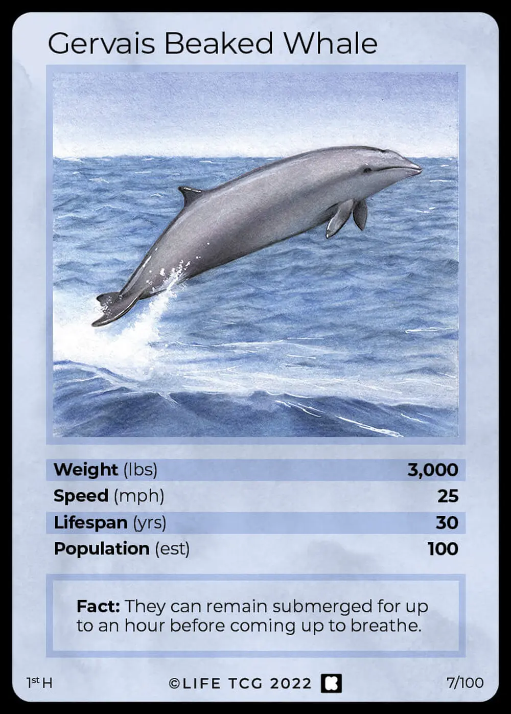 Gervais Beaked Whale card front