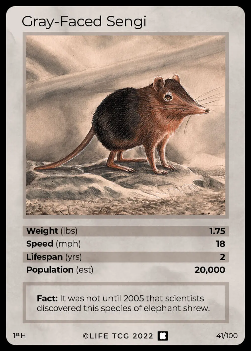Gray-Faced Sengi card front