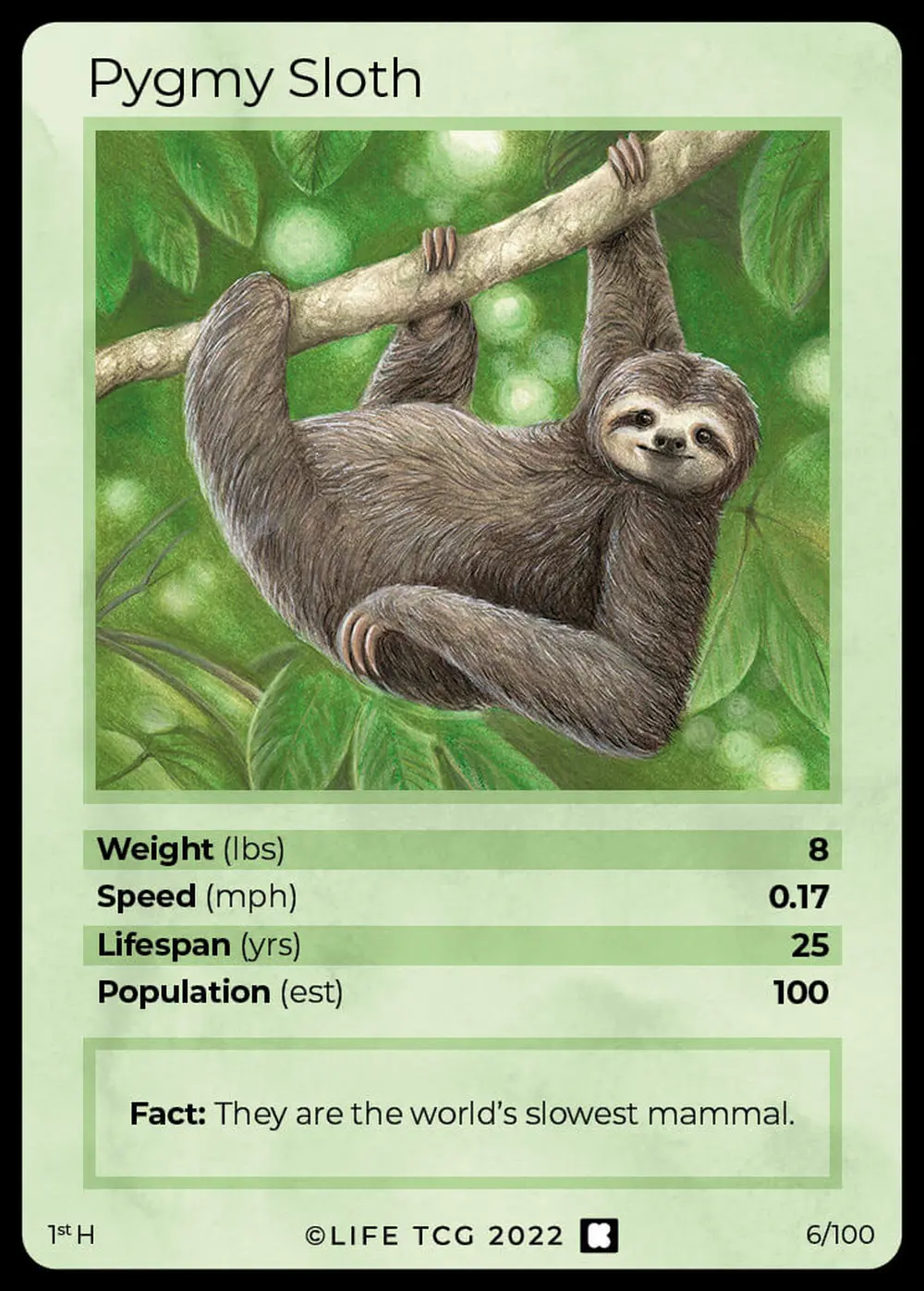Pygmy Sloth card front