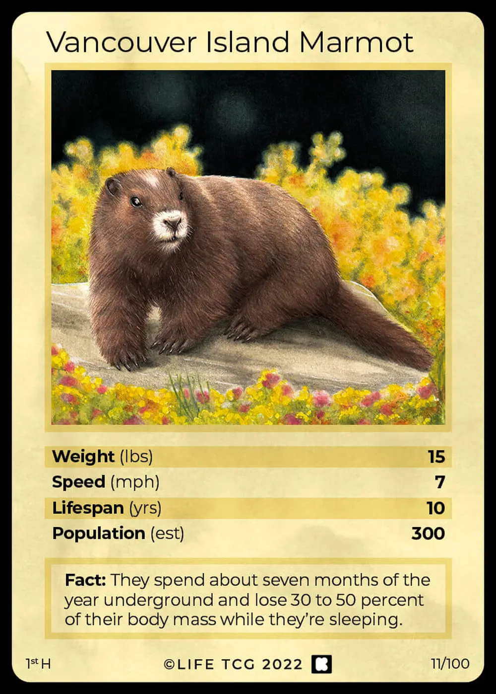 Vancouver Island Marmot card front