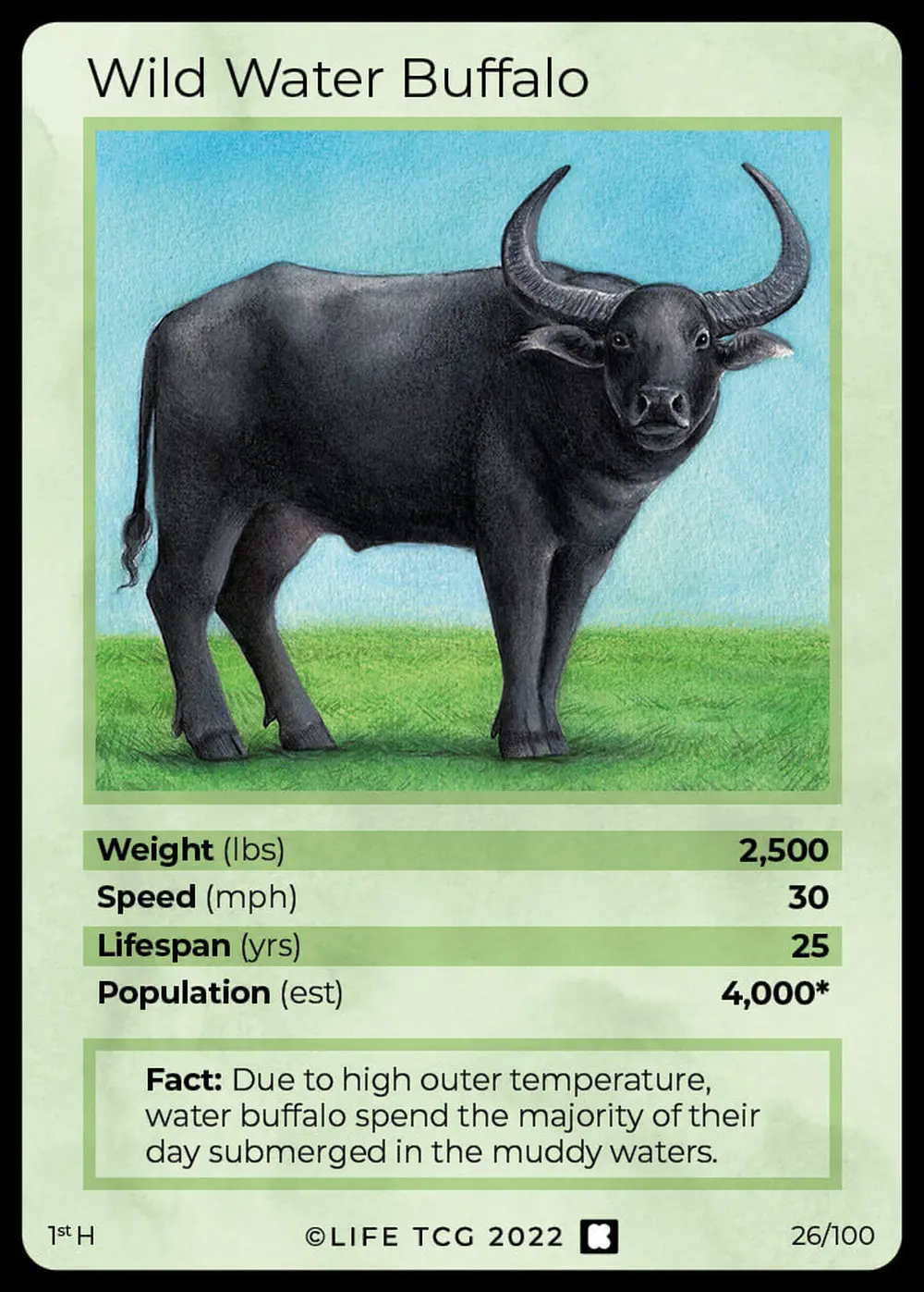 Wild Water Buffalo card front