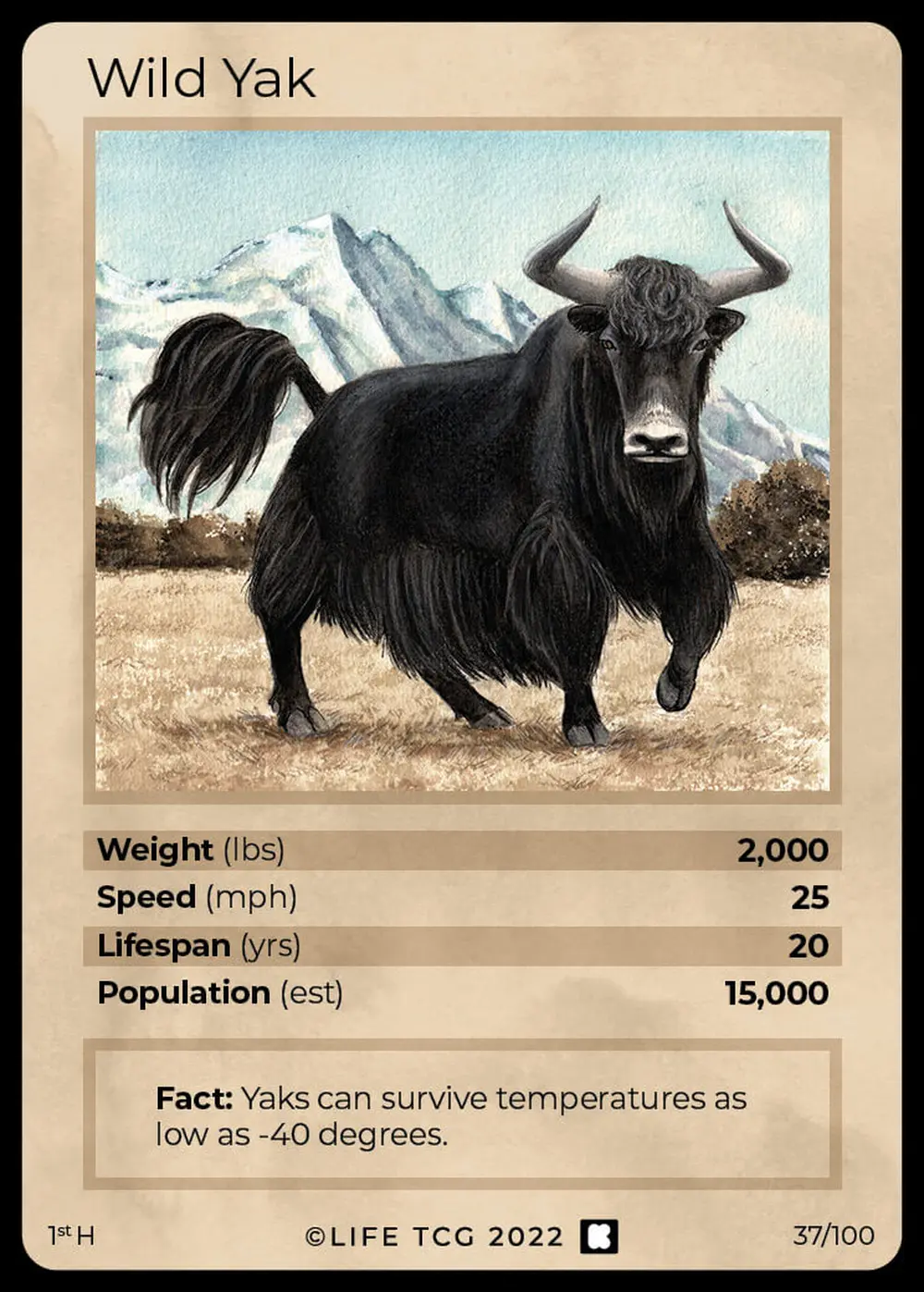 Wild Yak card front