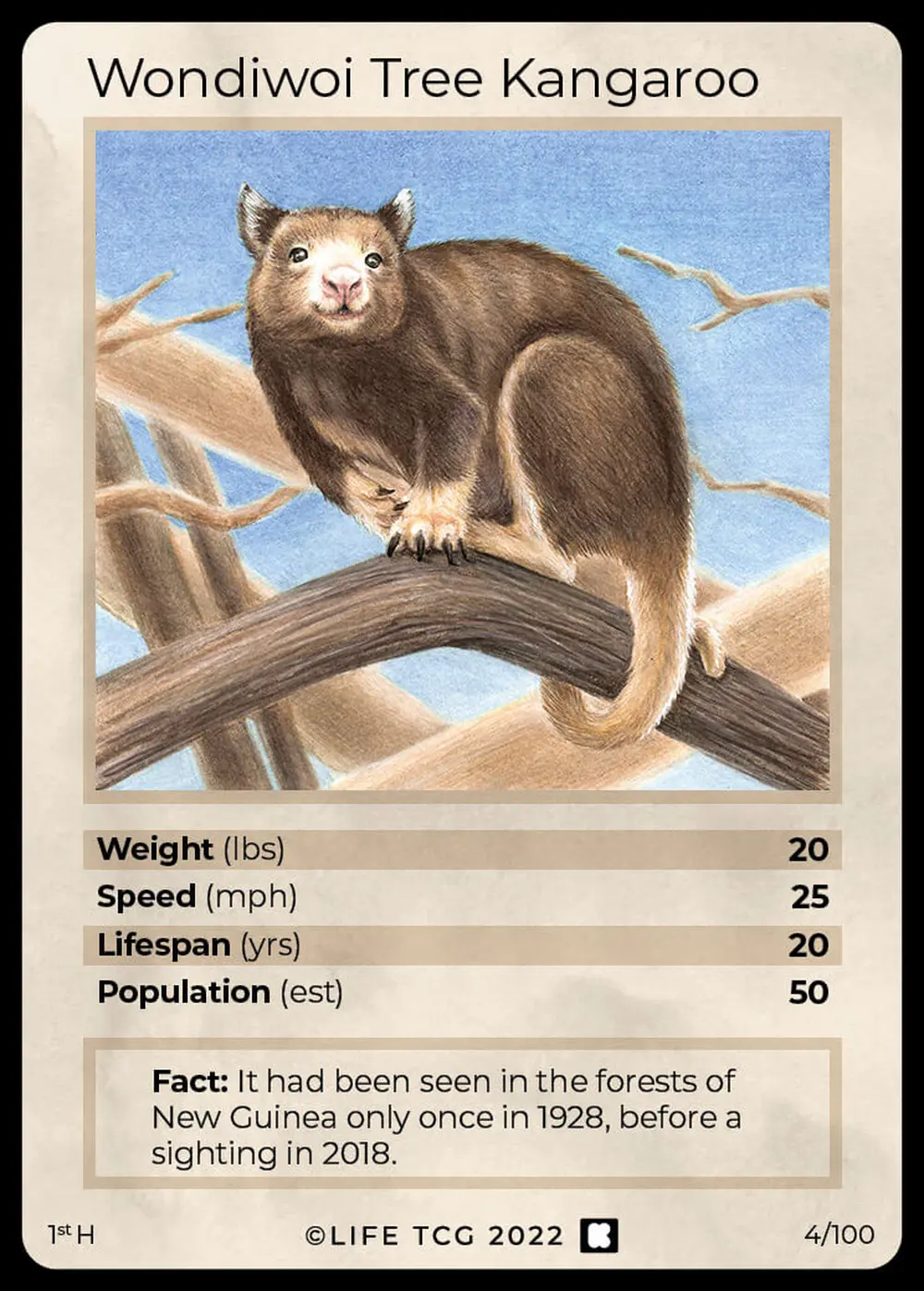 Wondiwoi Tree Kangaroo card front