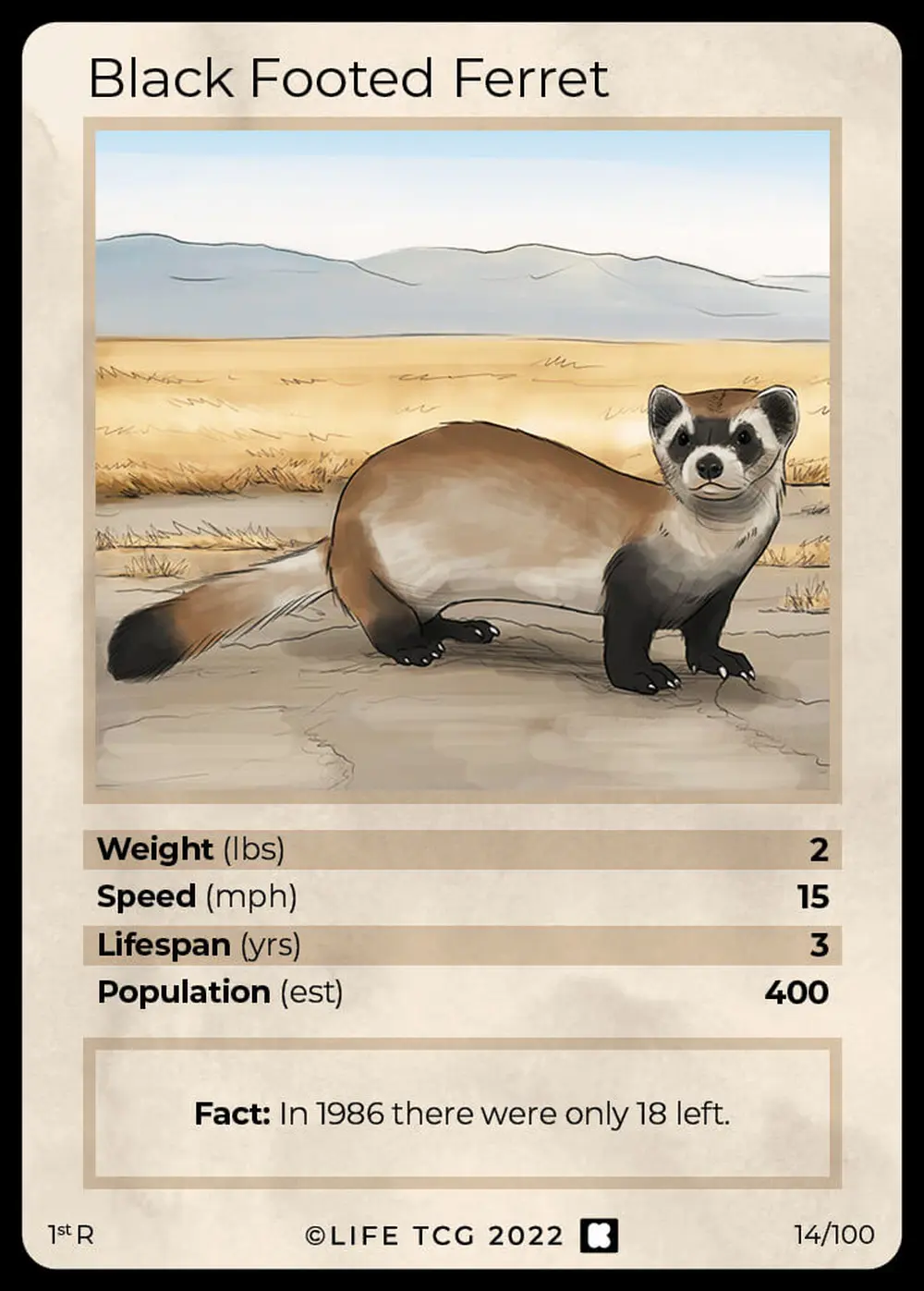 Black Footed Ferret card front