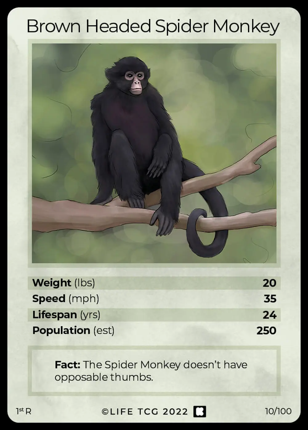 Brown Headed Spider Monkey card front