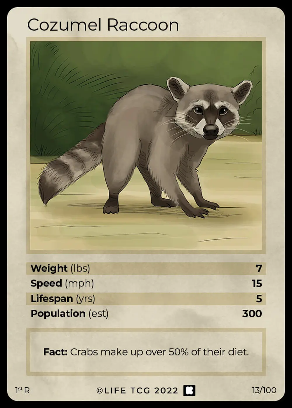 Cozumel Raccoon card front