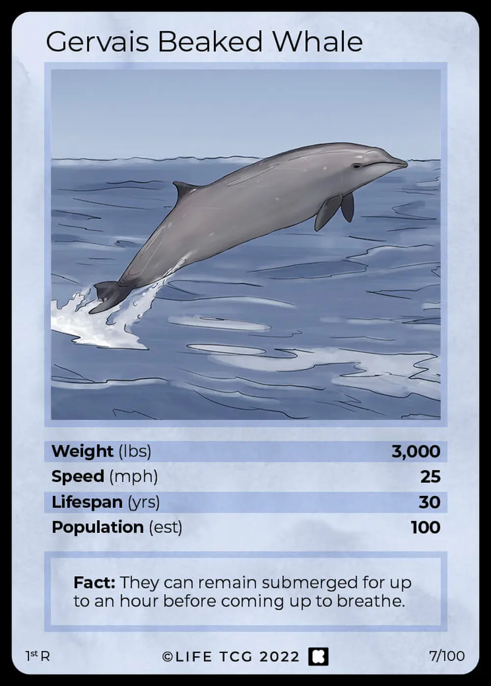 Gervais Beaked Whale card front