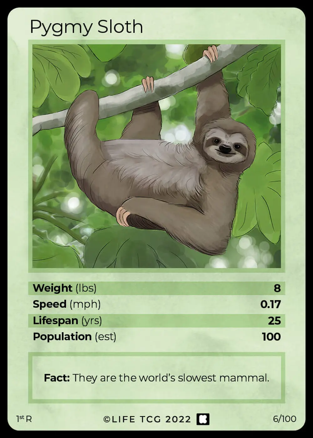 Pygmy Sloth card front