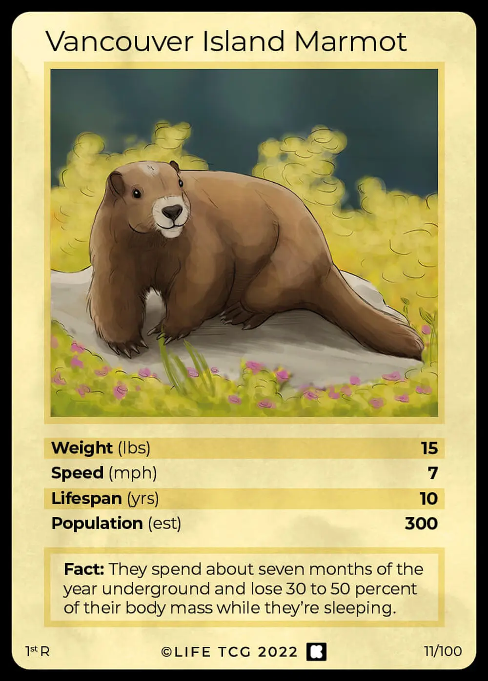 Vancouver Island Marmot card front