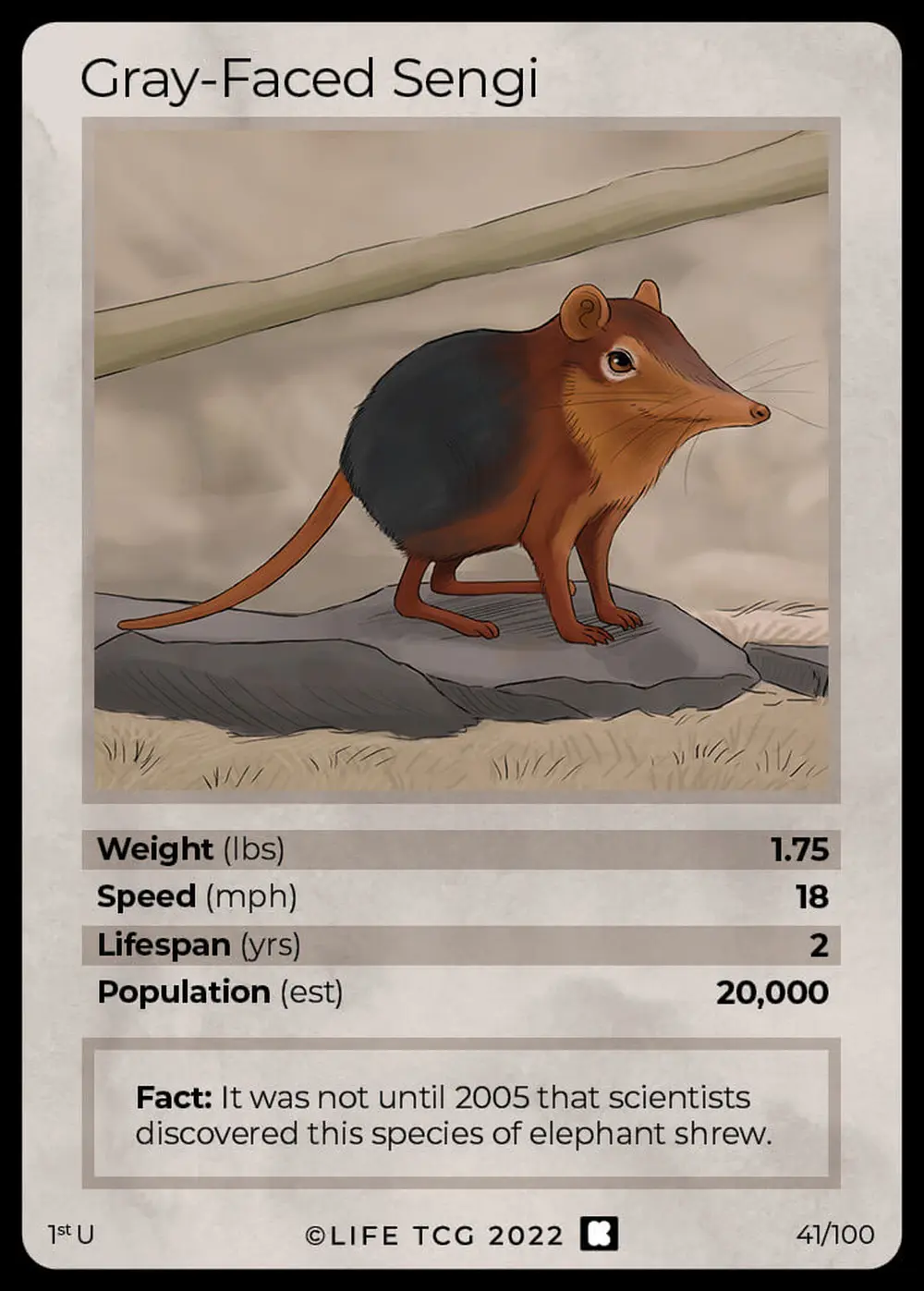 Gray-Faced Sengi card front