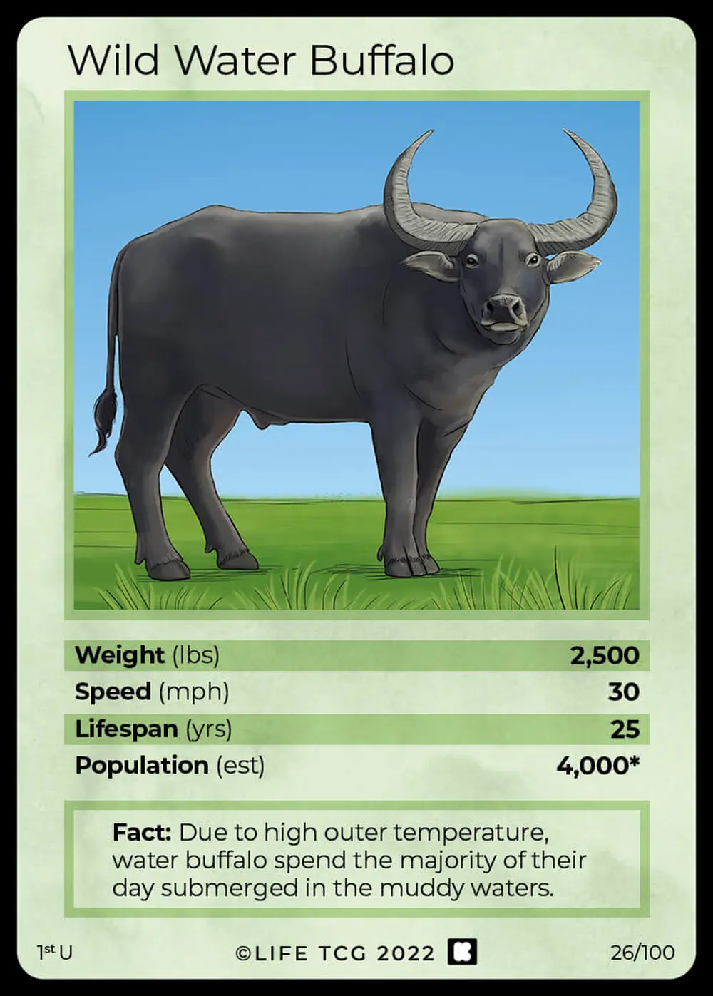 Wild Water Buffalo card front