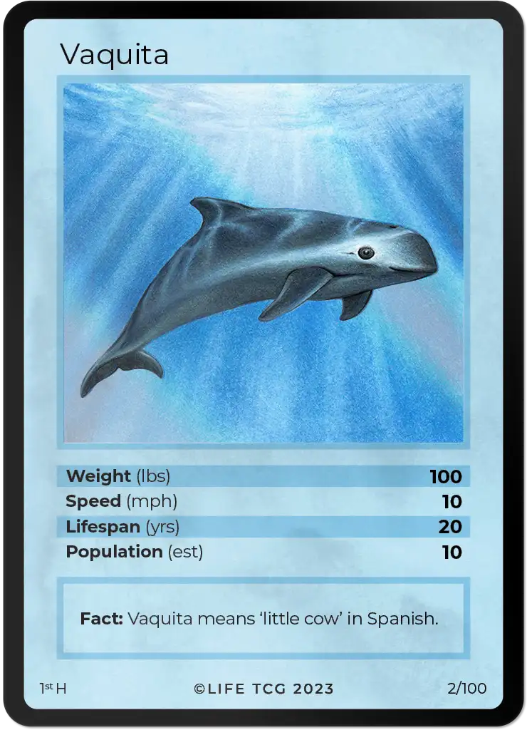 Vaquita card front