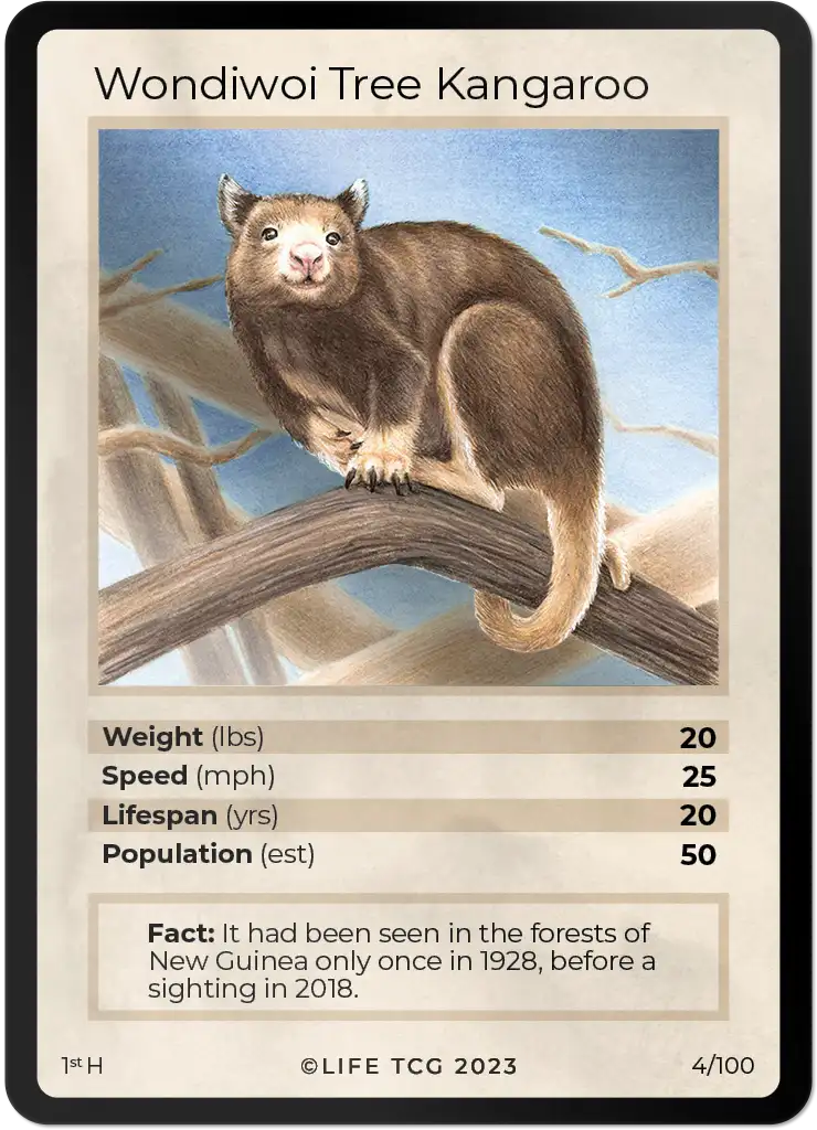 Wondiwoi Tree Kangaroo card front