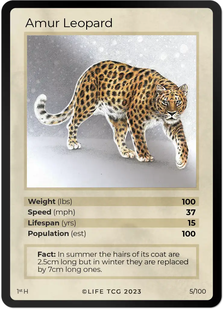 Amur Leopard card front