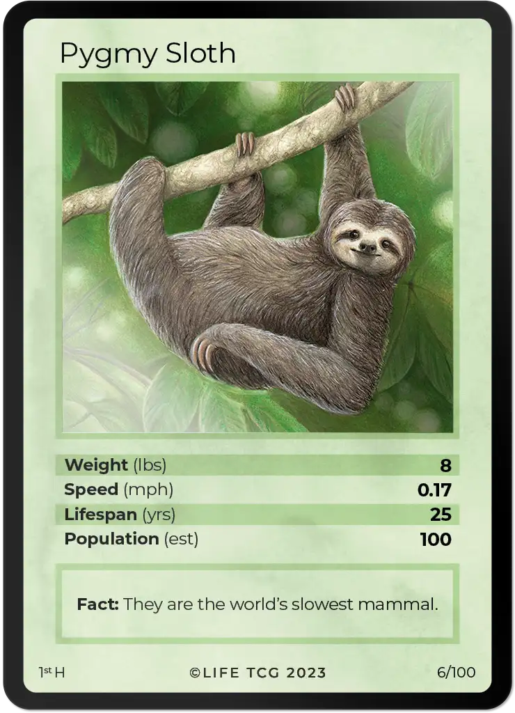 Pygmy Sloth card front