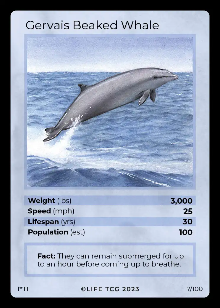 Gervais Beaked Whale card front