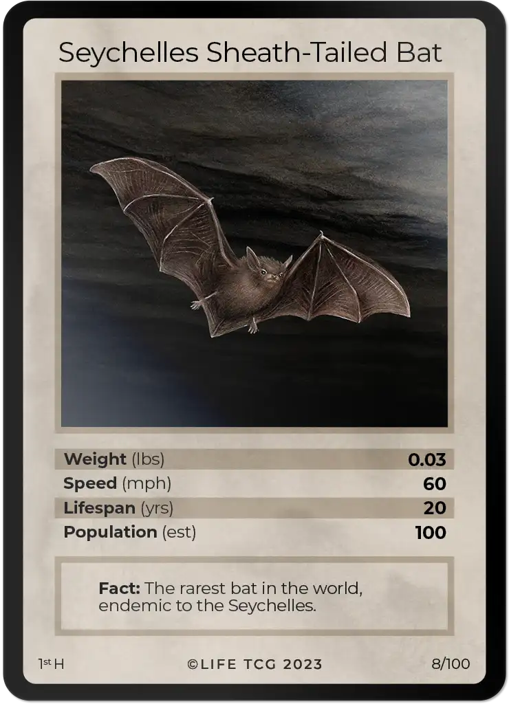 Seychelles Sheath-Tailed Bat card front