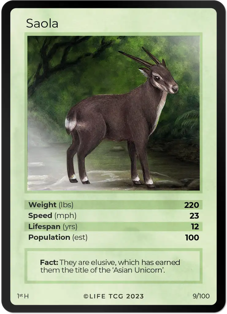 Saola card front