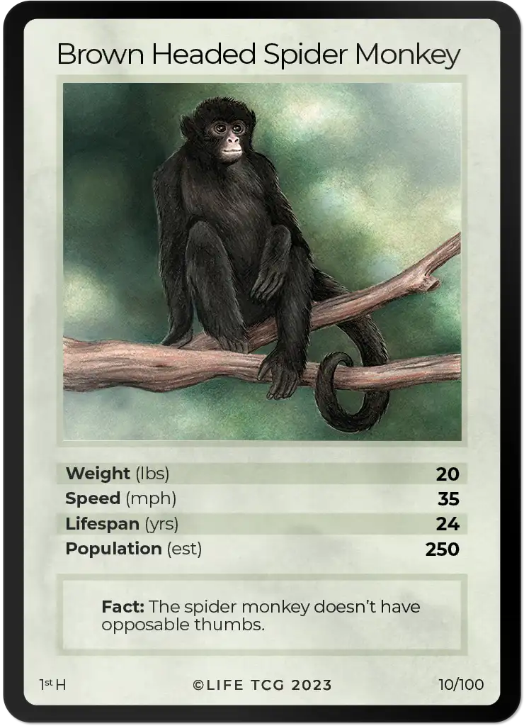 Brown Headed Spider Monkey card front