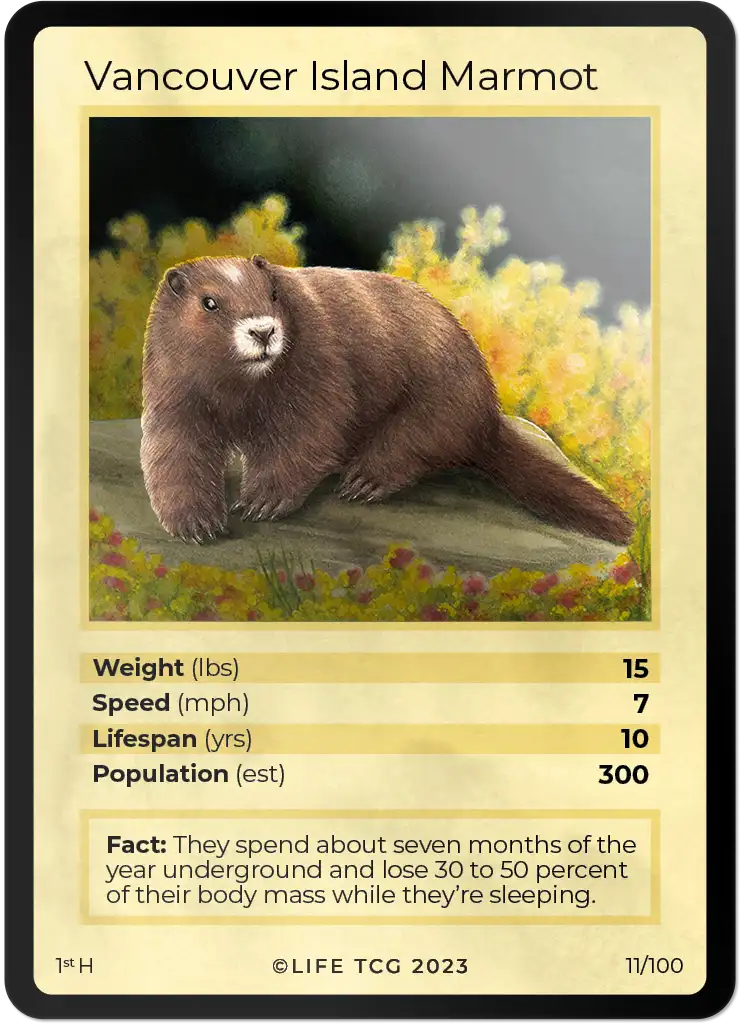 Vancouver Island Marmot card front