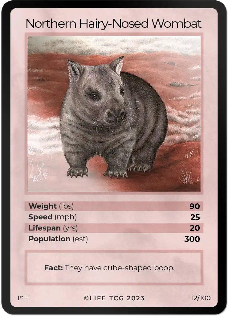 Northern Hairy-Nosed Wombat card front