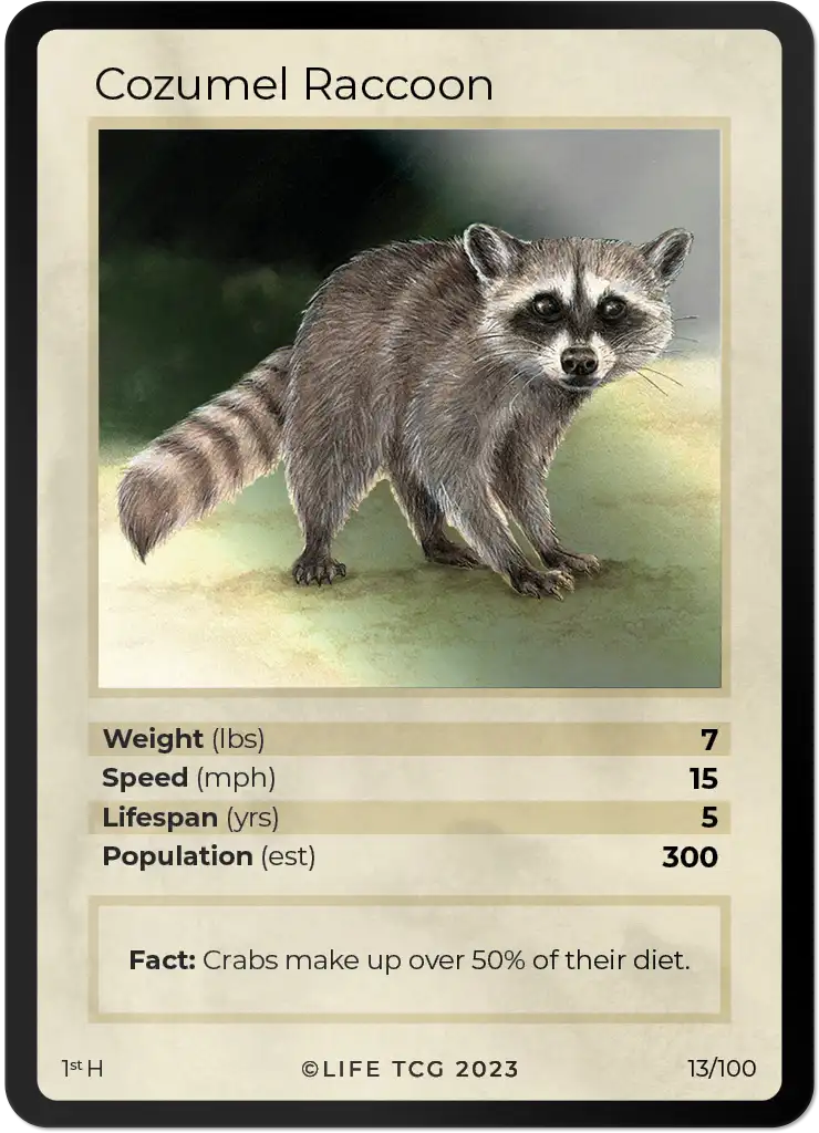 Cozumel Raccoon card front