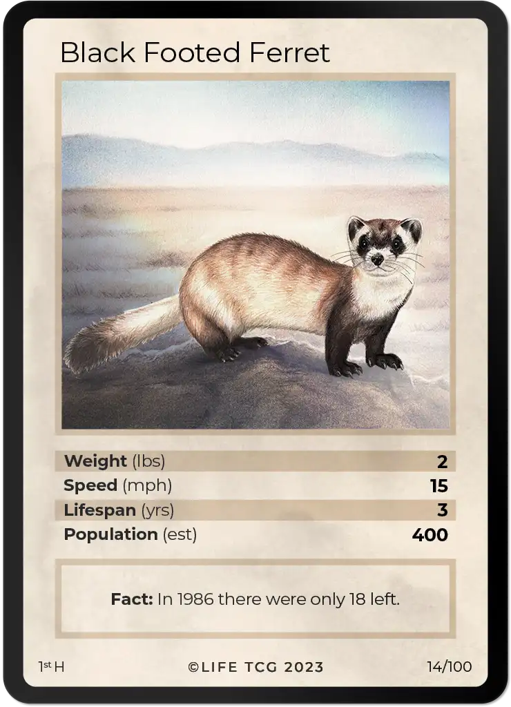Black Footed Ferret card front