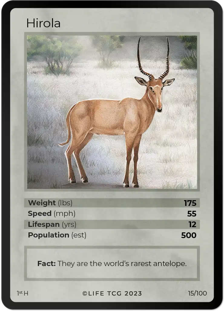 Hirola card front