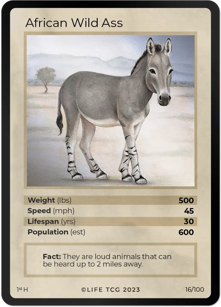 African Wild Ass card front