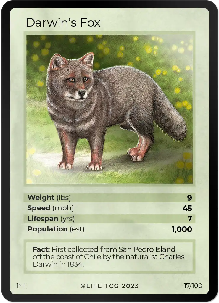 Darwin's Fox card front