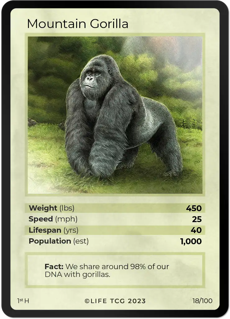 Mountain Gorilla card front