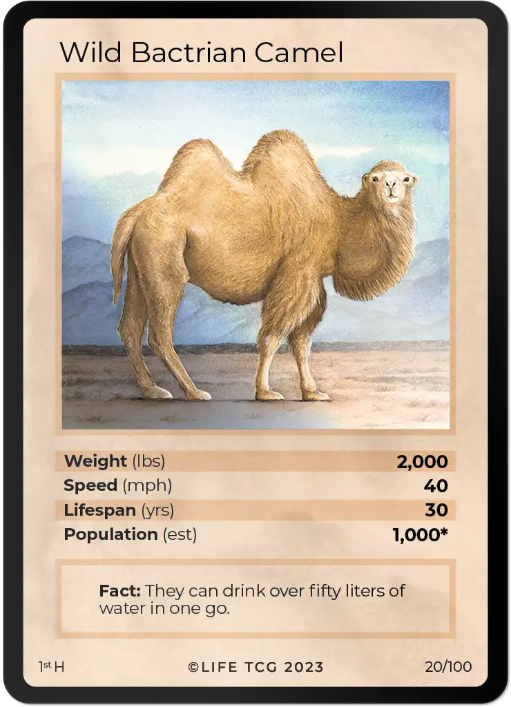 Wild Bactrian Camel card front