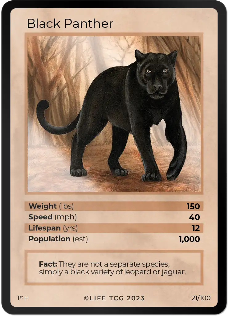 Black Panther card front