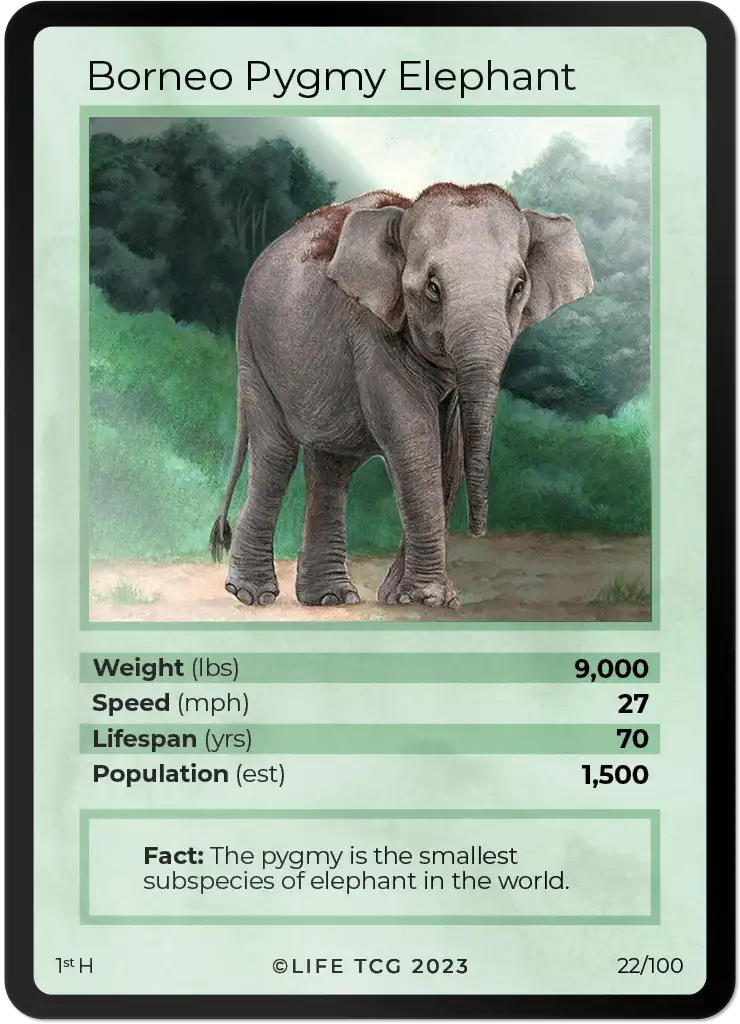Borneo Pygmy Elephant card front
