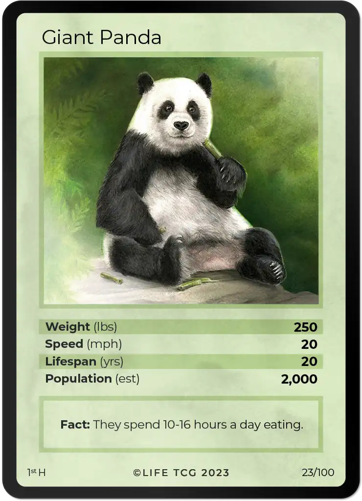 Giant Panda card front