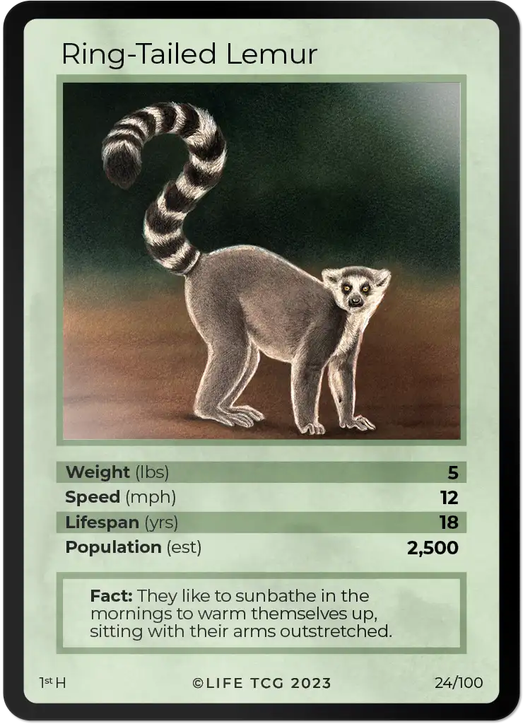 Ring-Tailed Lemur card front